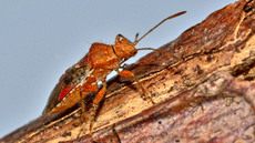 Hellbraune Glasflügelwanze_2.jpg